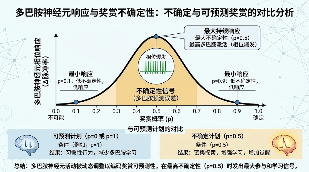 多巴胺神经元响应与奖赏不确定性对比分析